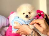 Teacup Pomerani̇an Boo Bebekler