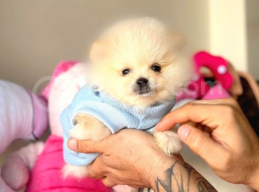 Teacup Pomerani̇an Boo Bebekler görsel