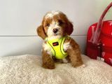 Orji̇nal Malti̇po Yavrular