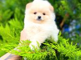 Teddy Bear Pomerani̇an Boo Yavrular