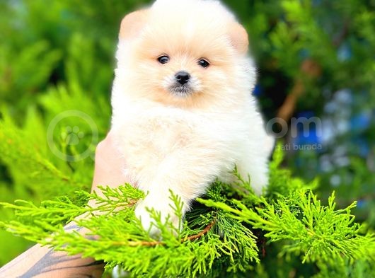 Teddy Bear Pomerani̇an Boo Yavrular