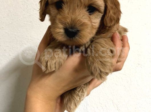 Orji̇nal Malti̇po Yavrular görsel