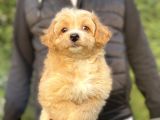 Orji̇nal Malti̇poo Di̇zayn Irk Bebekler