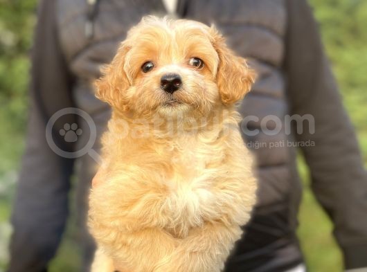 Orji̇nal Malti̇poo Di̇zayn Irk Bebekler görsel
