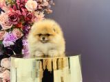 Pomerani̇an Boo Yavrulari