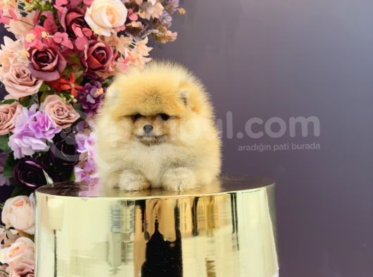 Pomerani̇an Boo Yavrulari görsel