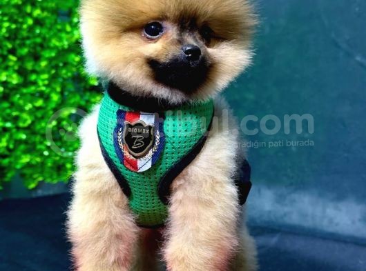 2.5 Aylık Erkek Ve Dişi Pomeranian Yavrular