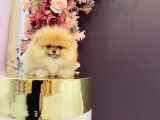 Pomerani̇an Boo Yavrulari