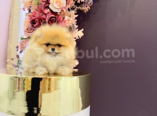 Pomerani̇an Boo Yavrulari görsel