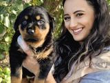 Rottweiler Bebeğimiz