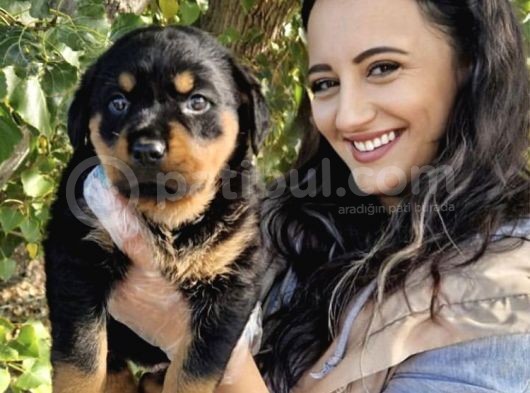 Rottweiler Bebeğimiz