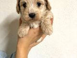 Orji̇nal Malti̇po Yavrular