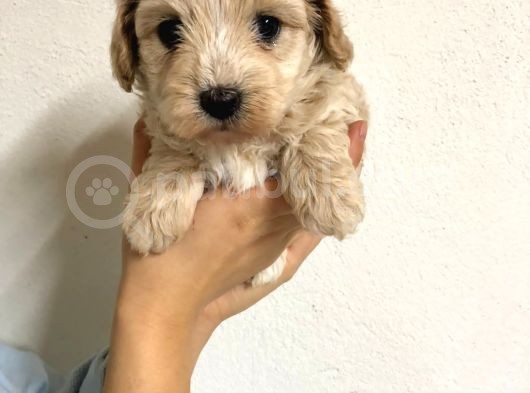 Orji̇nal Malti̇po Yavrular görsel