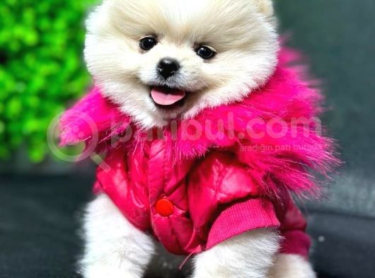 2.5 Aylık Erkek Ve Dişi Pomeranian Yavrular görsel