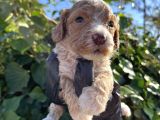 Mükemmel Maltipoo Bebekler