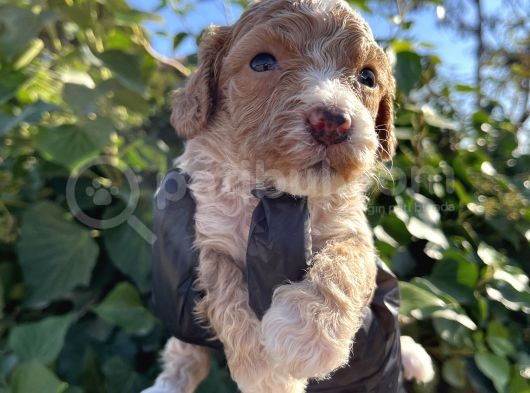 Mükemmel Maltipoo Bebekler görsel