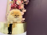 Pomerani̇an Boo Yavrulari