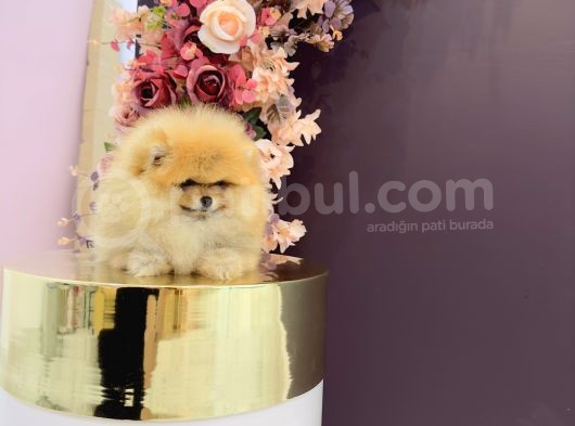 Pomerani̇an Boo Yavrulari görsel