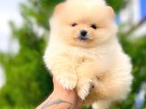 Teddy Bear Pomerani̇an Boo Yavrular