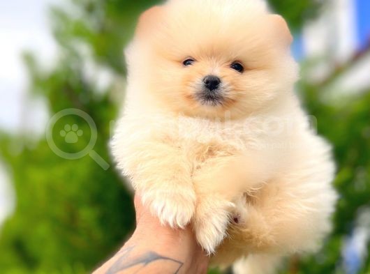 Teddy Bear Pomerani̇an Boo Yavrular görsel