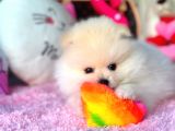 Teacup Pomerani̇an Boo Bebekler