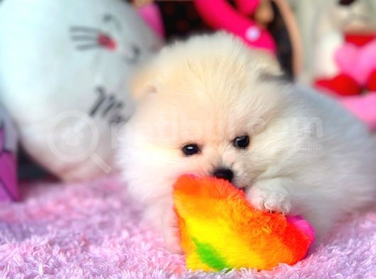 Teacup Pomerani̇an Boo Bebekler görsel