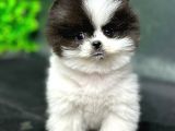 2.5 Aylık Erkek Ve Dişi Pomeranian Yavrular
