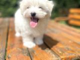 Orji̇nal Maltese Terri̇er Bebeği̇mi̇z