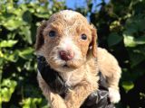 Mükemmel Maltipoo Bebekler