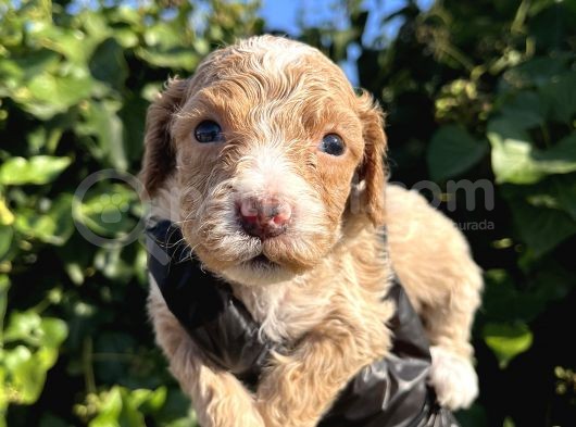 Mükemmel Maltipoo Bebekler