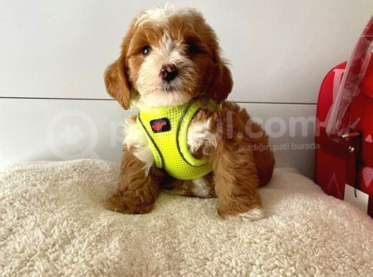 Orji̇nal Malti̇po Yavrular görsel