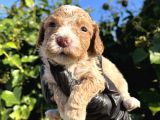 Mükemmel Maltipoo Bebekler