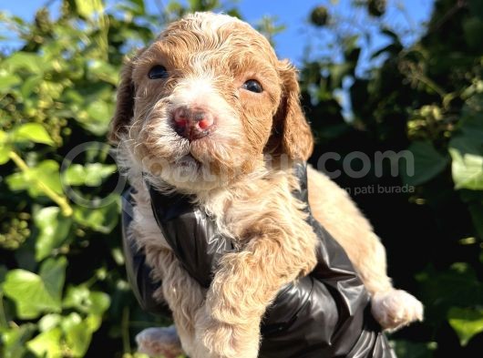 Mükemmel Maltipoo Bebekler görsel