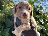 Mükemmel Maltipoo Bebekler