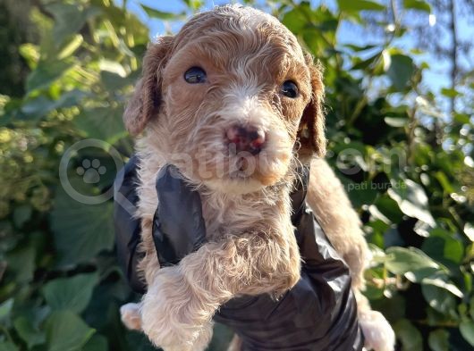 Mükemmel Maltipoo Bebekler görsel