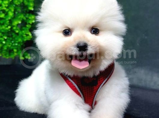 2.5 Aylık Erkek Ve Dişi Pomeranian Yavrular görsel