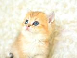 Şampi̇yon Soyundan Ny11 Golden Bri̇ti̇sh Shorthai̇r