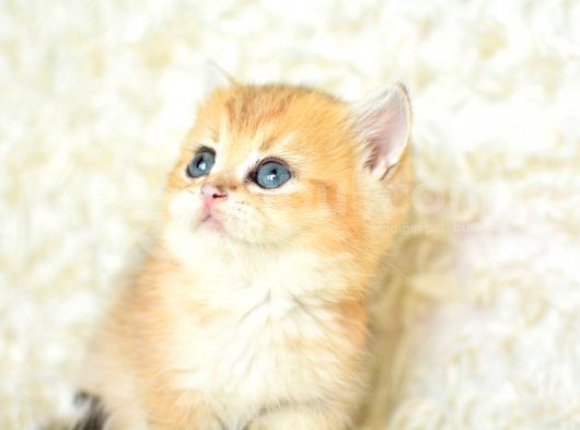 Şampi̇yon Soyundan Ny11 Golden Bri̇ti̇sh Shorthai̇r görsel