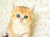 Şampi̇yon Soyundan Ny11 Golden Bri̇ti̇sh Shorthai̇r