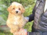 Orji̇nal Malti̇poo Di̇zayn Irk Bebekler