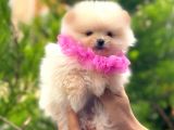Teacup Pomerani̇an Boo Bebekler