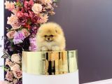 Pomerani̇an Boo Yavrulari