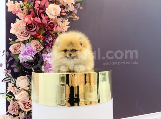 Pomerani̇an Boo Yavrulari görsel