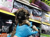 Morkie Cinsi Yavrular
