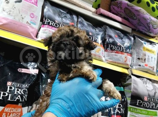 Morkie Cinsi Yavrular