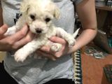 Morkie Cinsi Yavrular