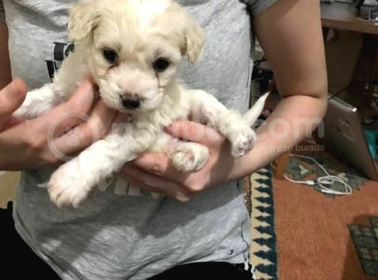 Morkie Cinsi Yavrular görsel