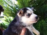 Safkan Husky Yavrularımız