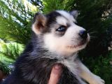 Safkan Husky Yavrularımız
