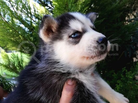 Safkan Husky Yavrularımız görsel